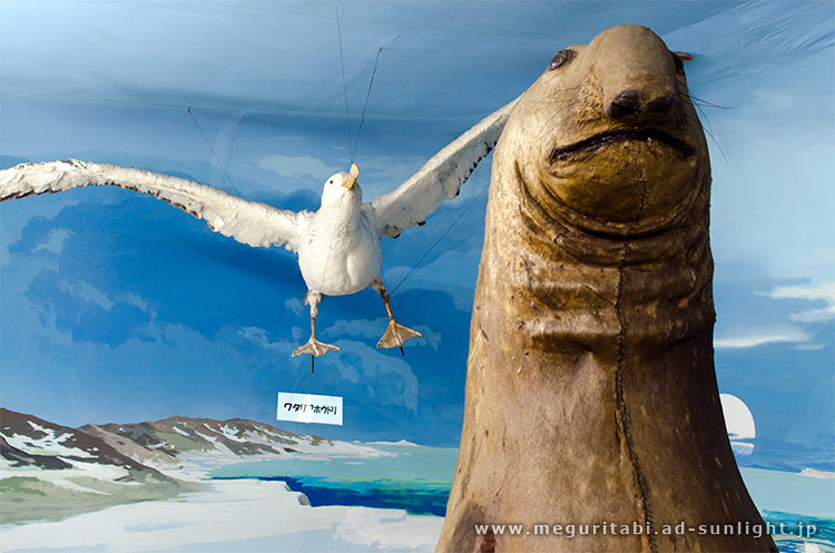 つやま自然のふしぎ館