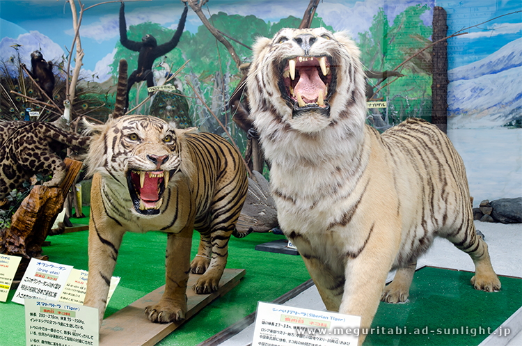 つやま自然のふしぎ館