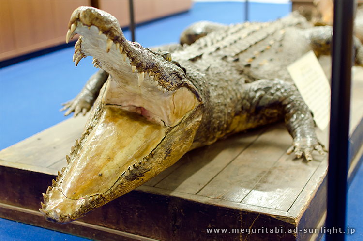 つやま自然のふしぎ館